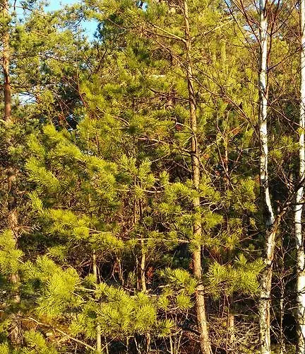 Villa Strandbo Forby